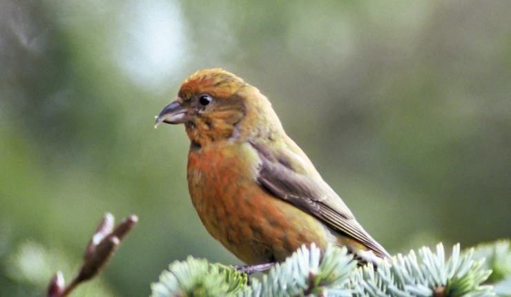 crossbill bird