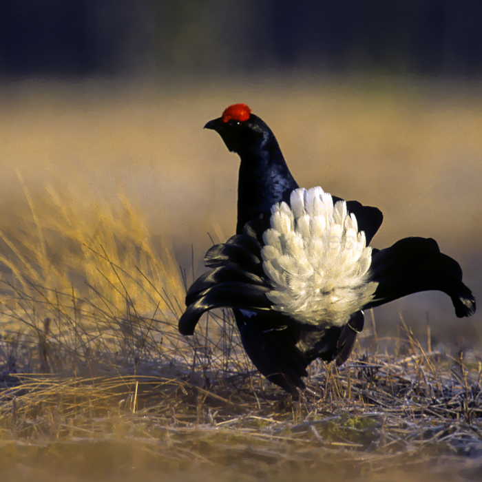 Black Grouse Finland 050068 (15357063249) A