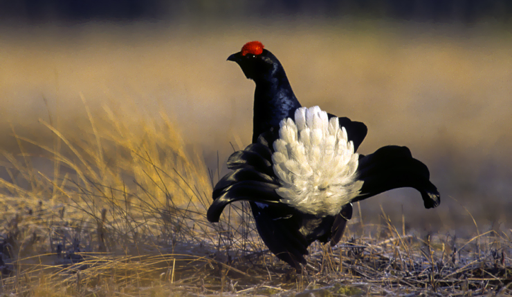Black Grouse Finland 050068 (15357063249) A