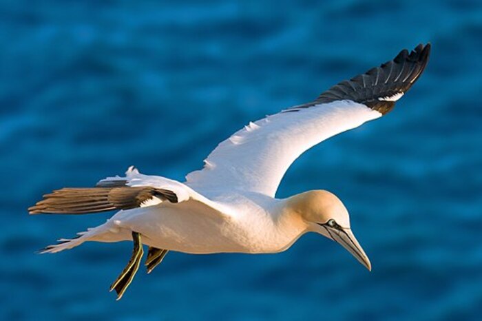 Gannet