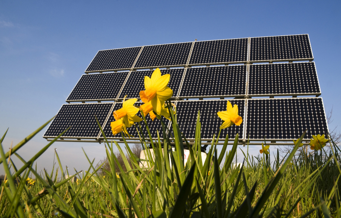 Solar and daffodils