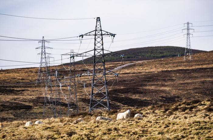 Grid sheep