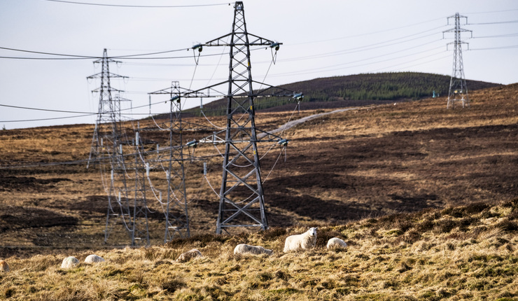 Grid sheep